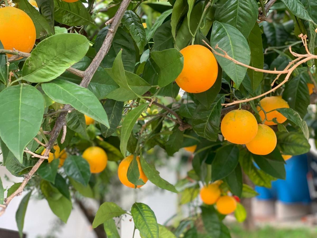 B&B Di Fiore Peschici Εξωτερικό φωτογραφία